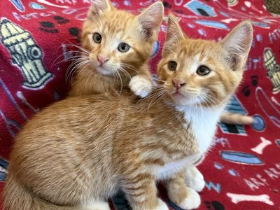 Adorable Cuddly Kitties