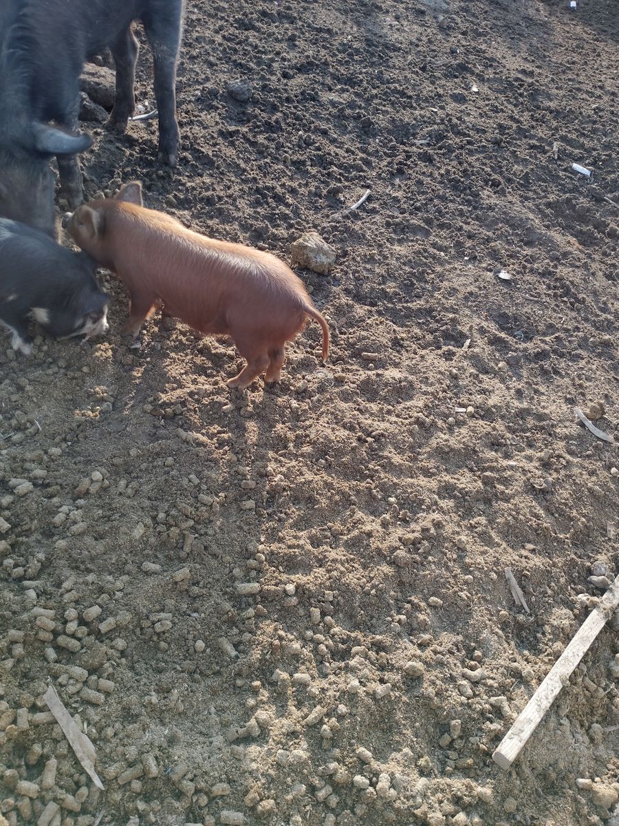 Kune kune piglets,