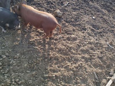 Kune kune piglets,