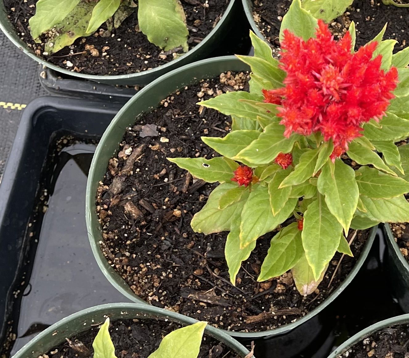 Mothers Day Special 20 plants for $20