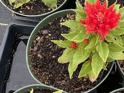 Mothers Day Special 20 plants for $20