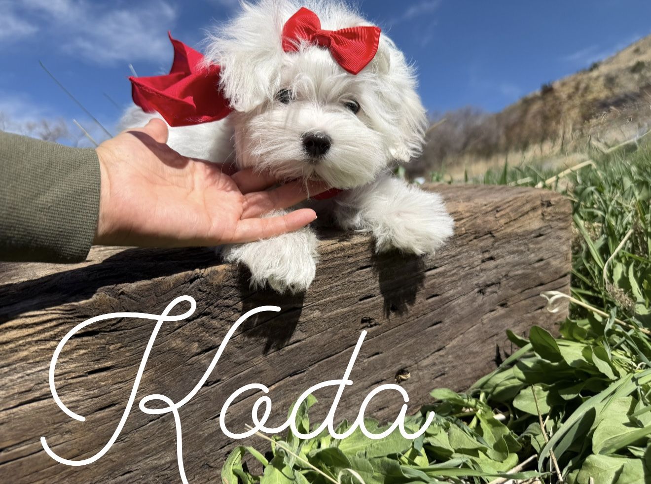 Adorable Maltese puppies - Champion lines