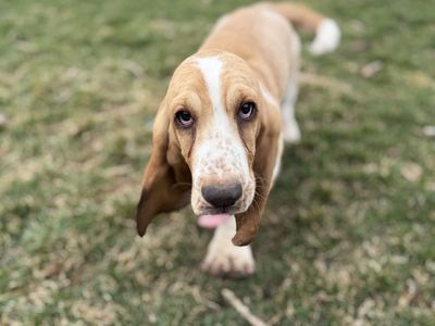AKC Basset Hound Male