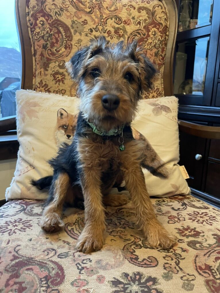 Welsh Terrier Puppies Like Airedale