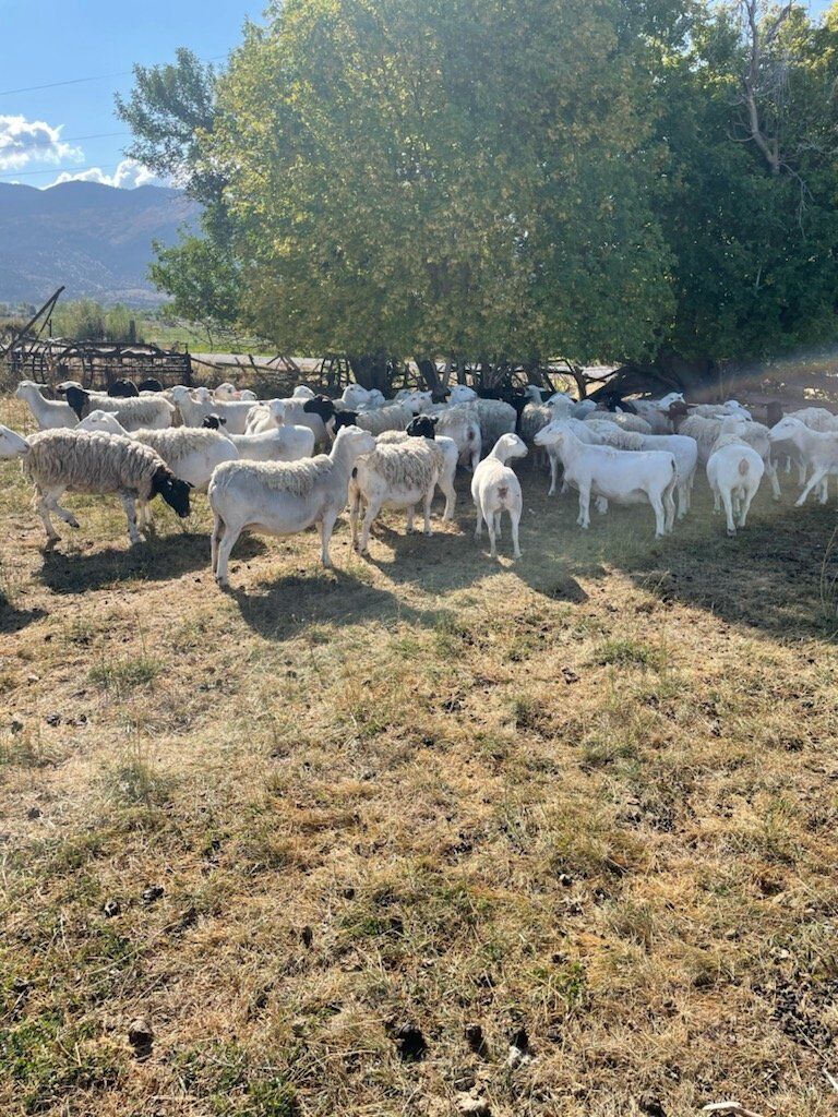 Ewe Lambs For Sale