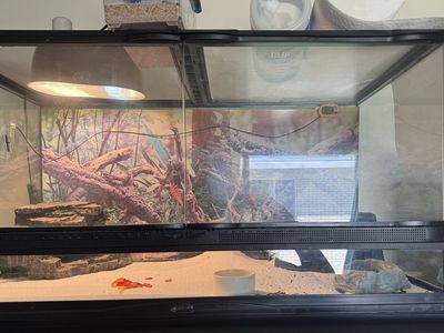 Reptile tank
