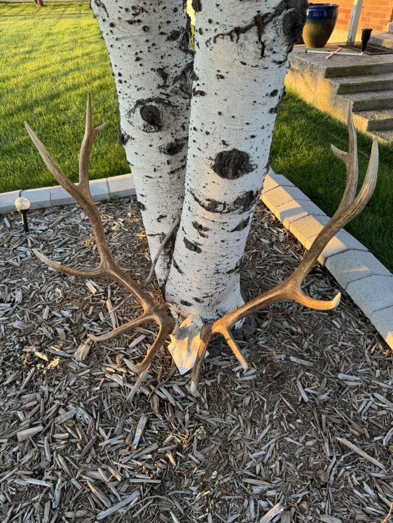 Elk Antler European Skull Cap Mount