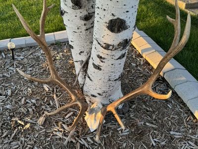 Elk Antler European Skull Cap Mount