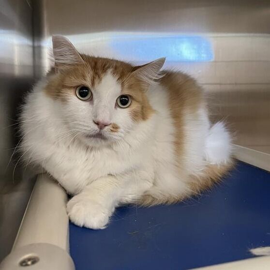 Hello my name is Soufie