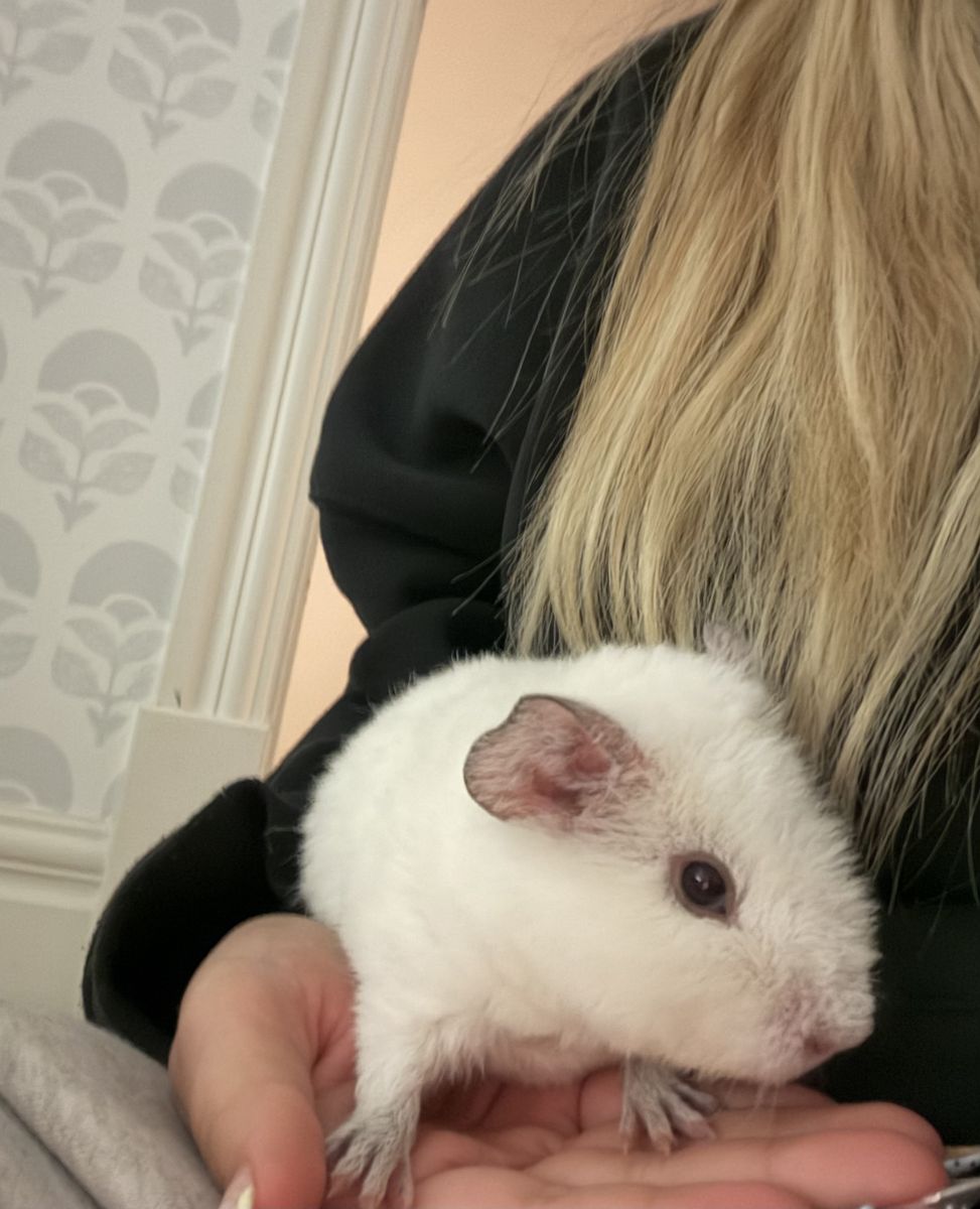 baby teddy bear guinea pig