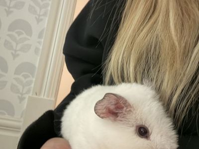 baby teddy bear guinea pig