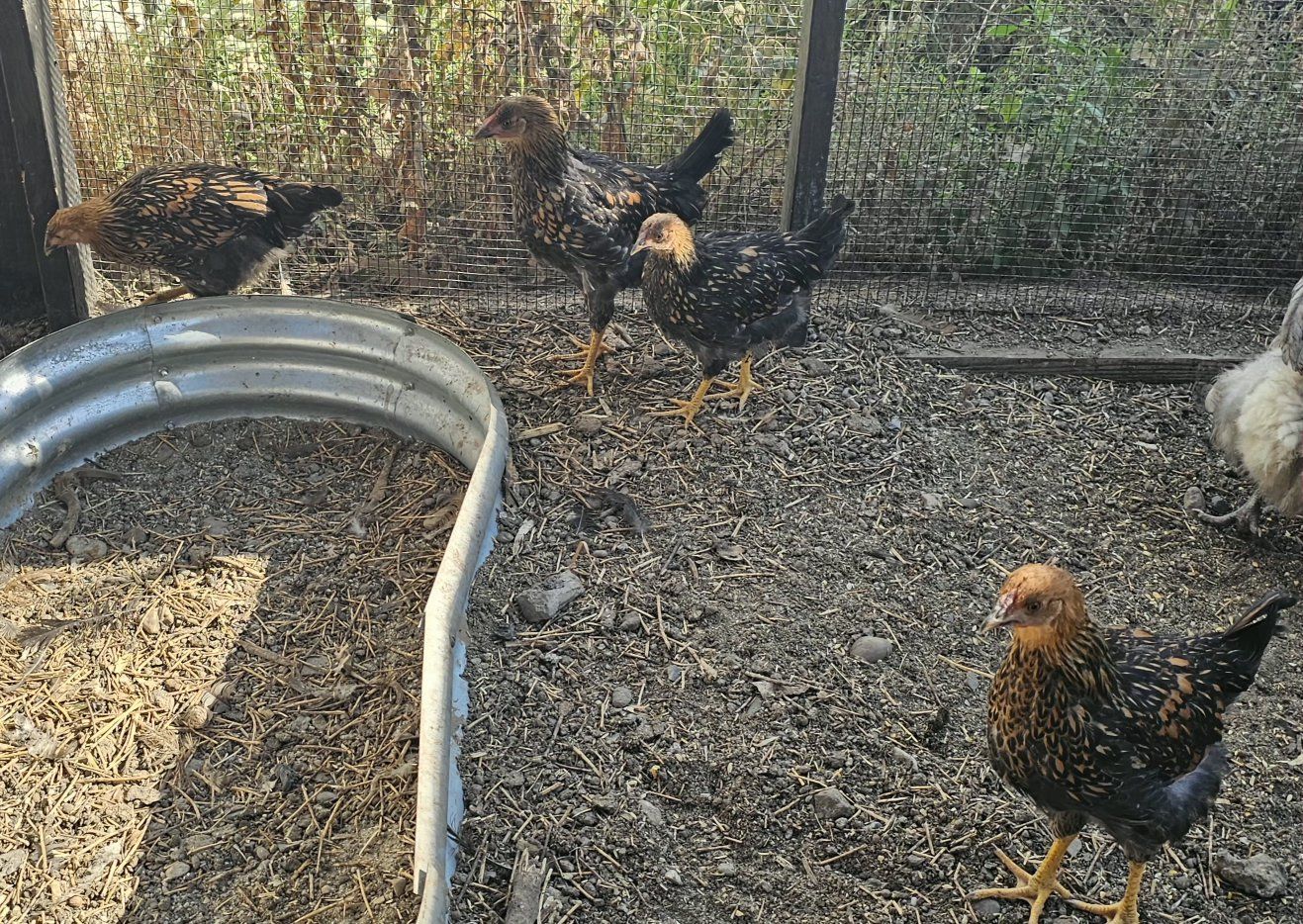 Golden Laced Wyandotte Pullets