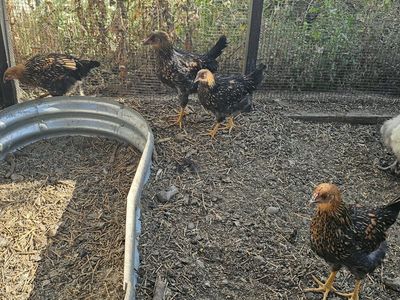Golden Laced Wyandotte Pullets