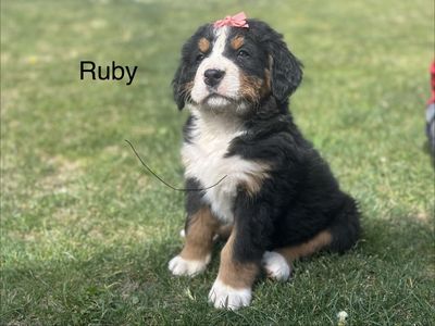 Bernese Mtn Puppies