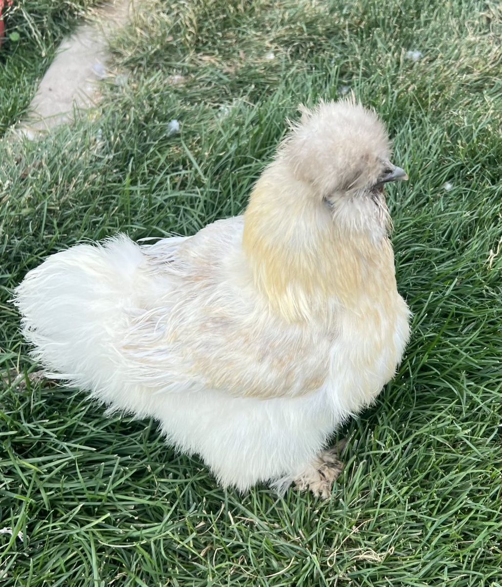 Silkie Hens