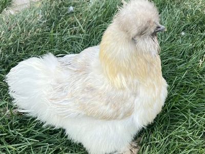 Silkie Hens