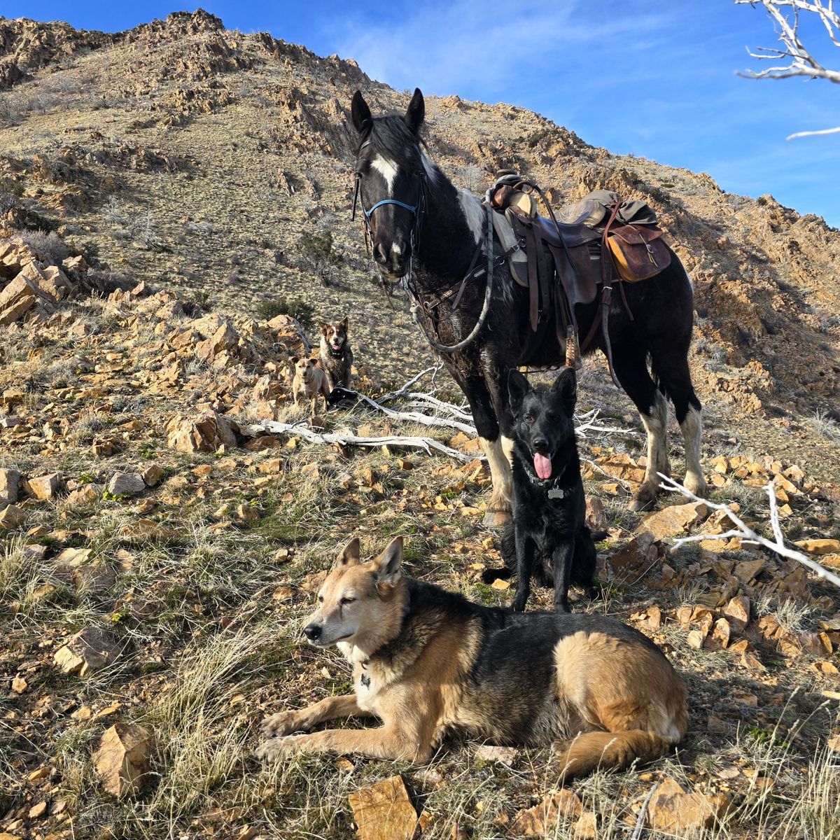 quarter draft gelding