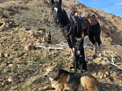 quarter draft gelding