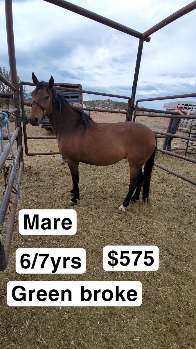 7 yr old mare