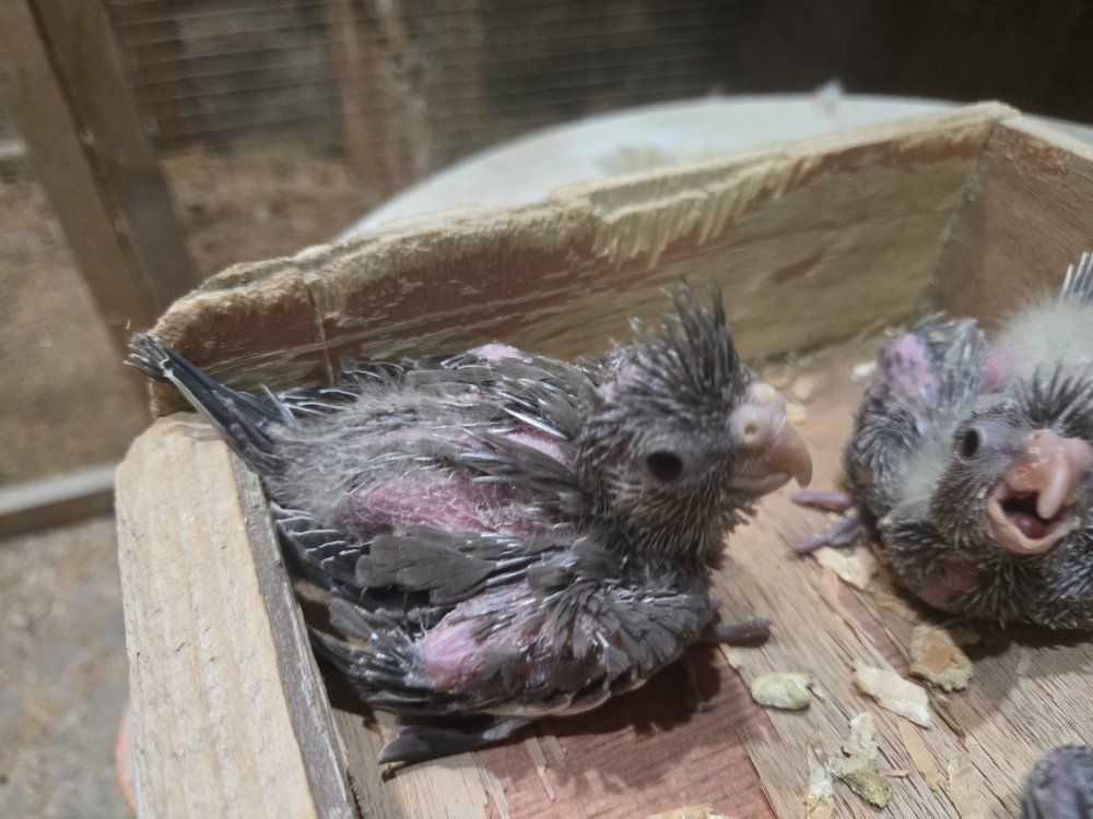 baby cockatiels