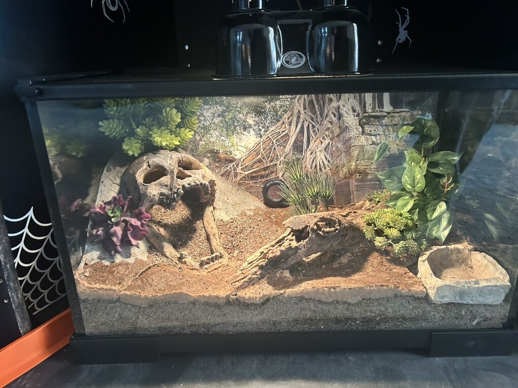 Deset Hairy Scorpion + Set Up