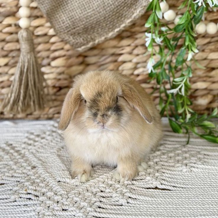 Stunning Baby Holland Lop Bunnies