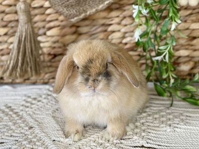 Stunning Baby Holland Lop Bunnies