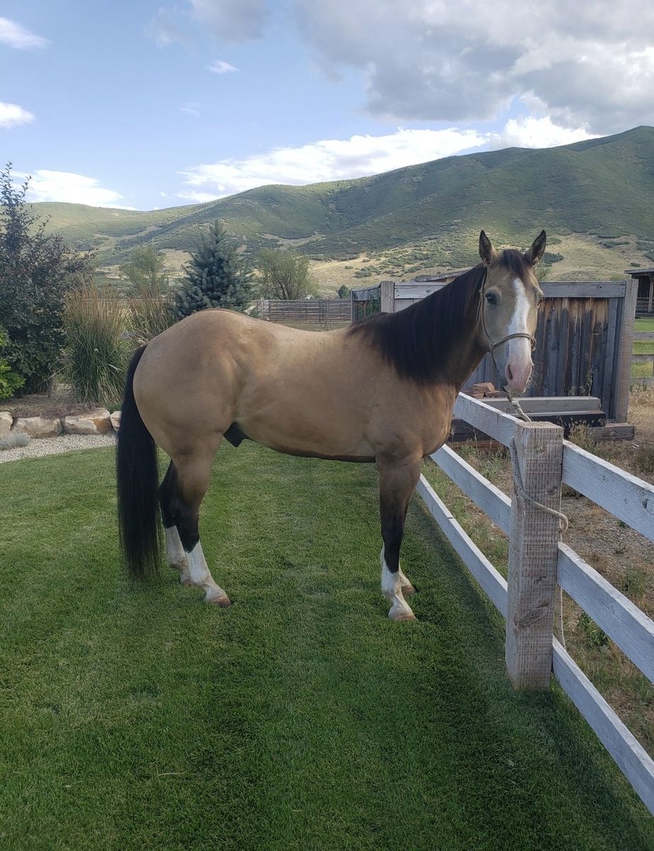 13 year old registered Quarter Horse
