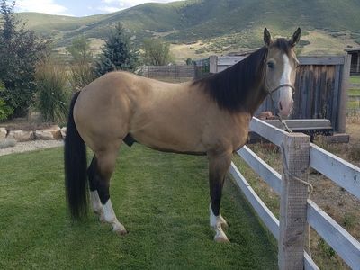 13 year old registered Quarter Horse