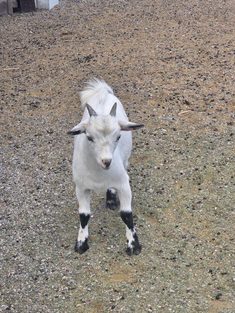 Healthy Goats - Farm Animals