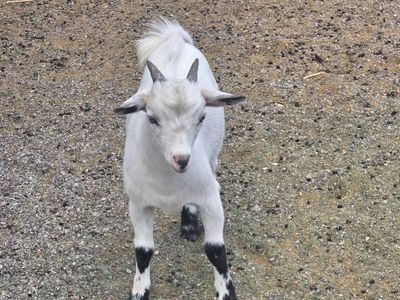 Healthy Goats - Farm Animals