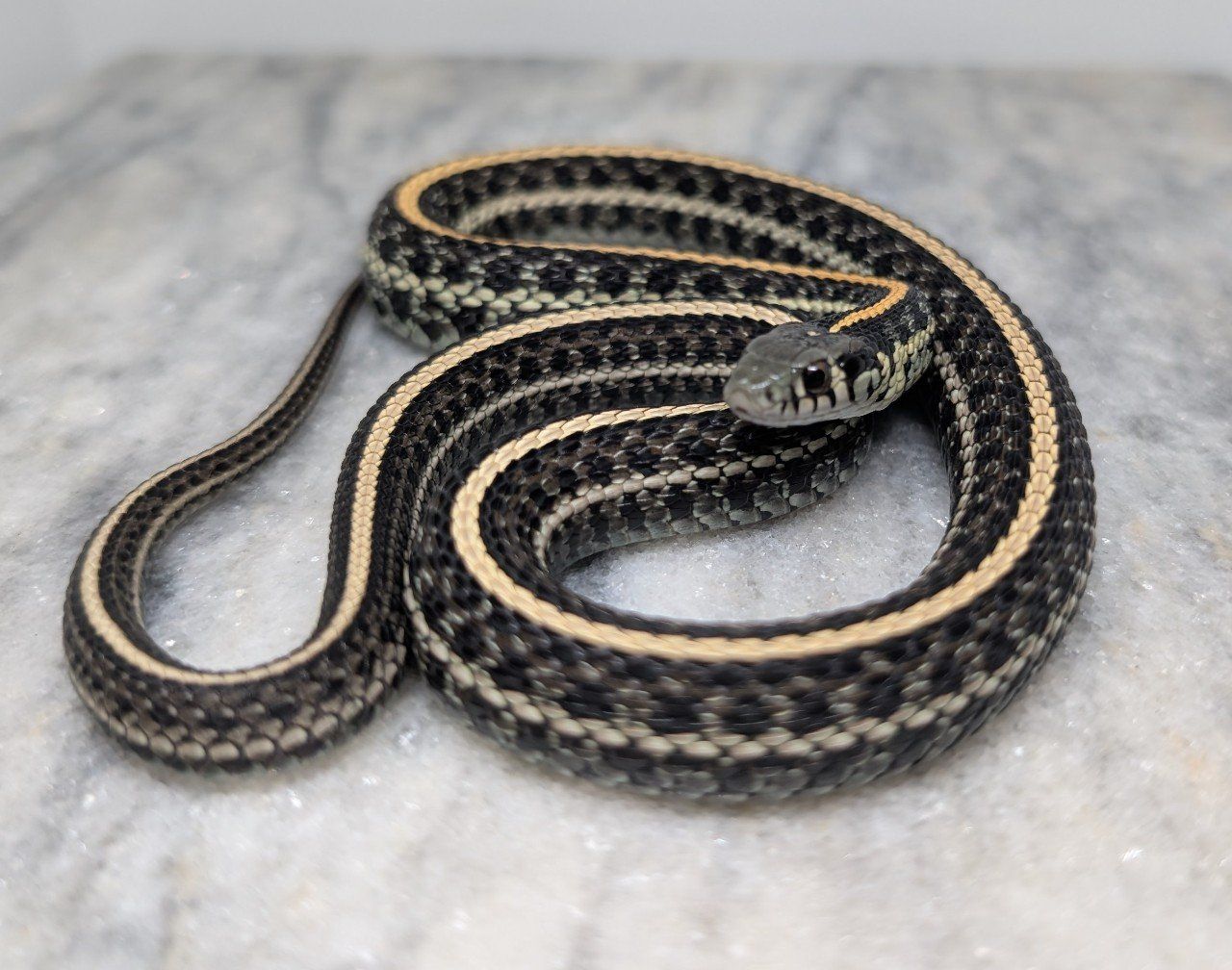 Adult male plains garter