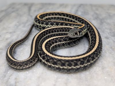 Adult male plains garter