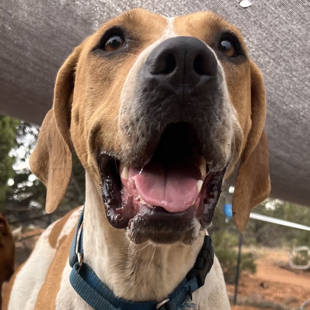 Hello my name is Daisy