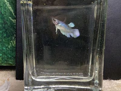 Female Dumbo Betta