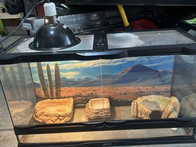 Reptile set up