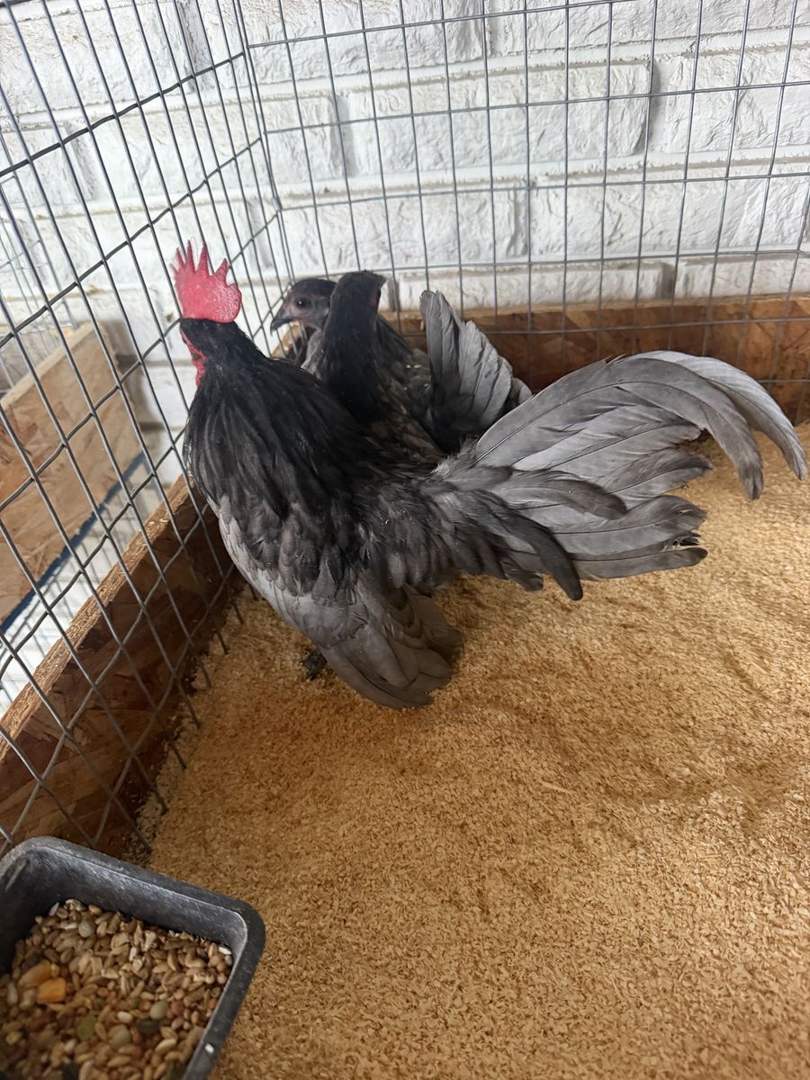 Live Chickens / Roosters - Poultry in Cages
