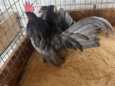Live Chickens / Roosters - Poultry in Cages