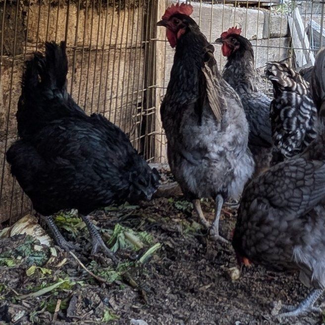 Very prolific young laying hens of various breeds