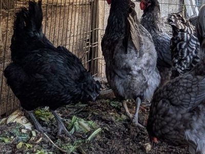 Very prolific young laying hens of various breeds