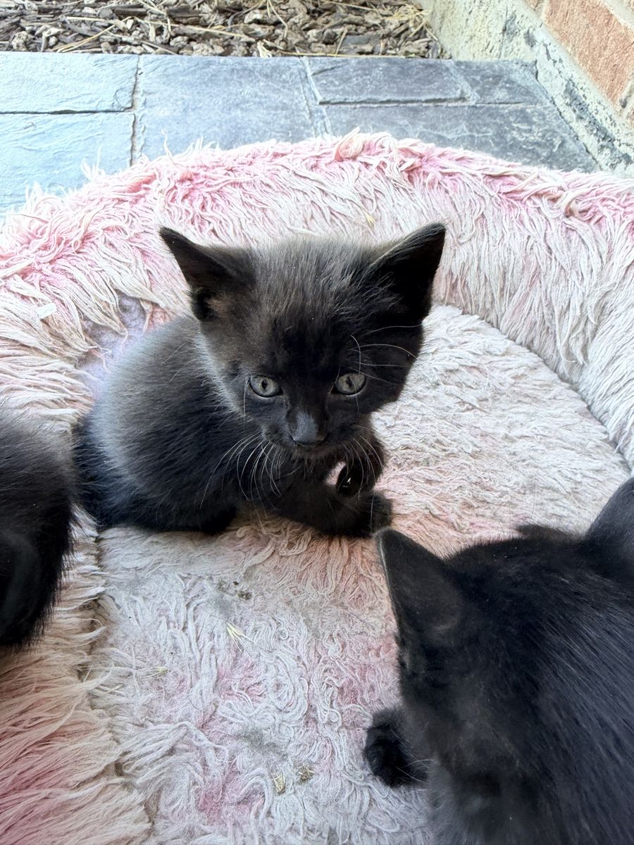 Kittens