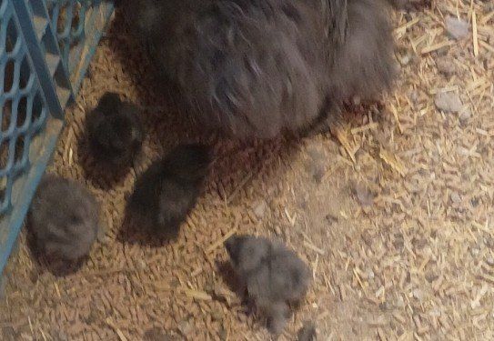Silkie chicks