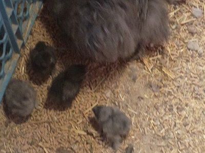 Silkie chicks