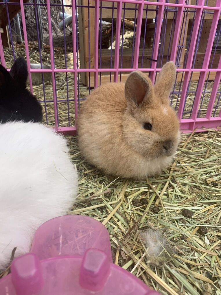 8 Week Purebred Holland Lop Babies