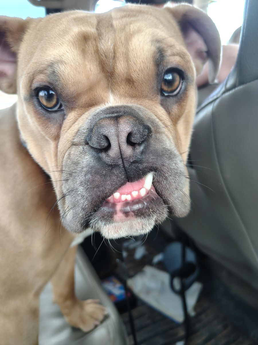English bulldog/French bulldog