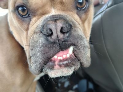 English bulldog/French bulldog