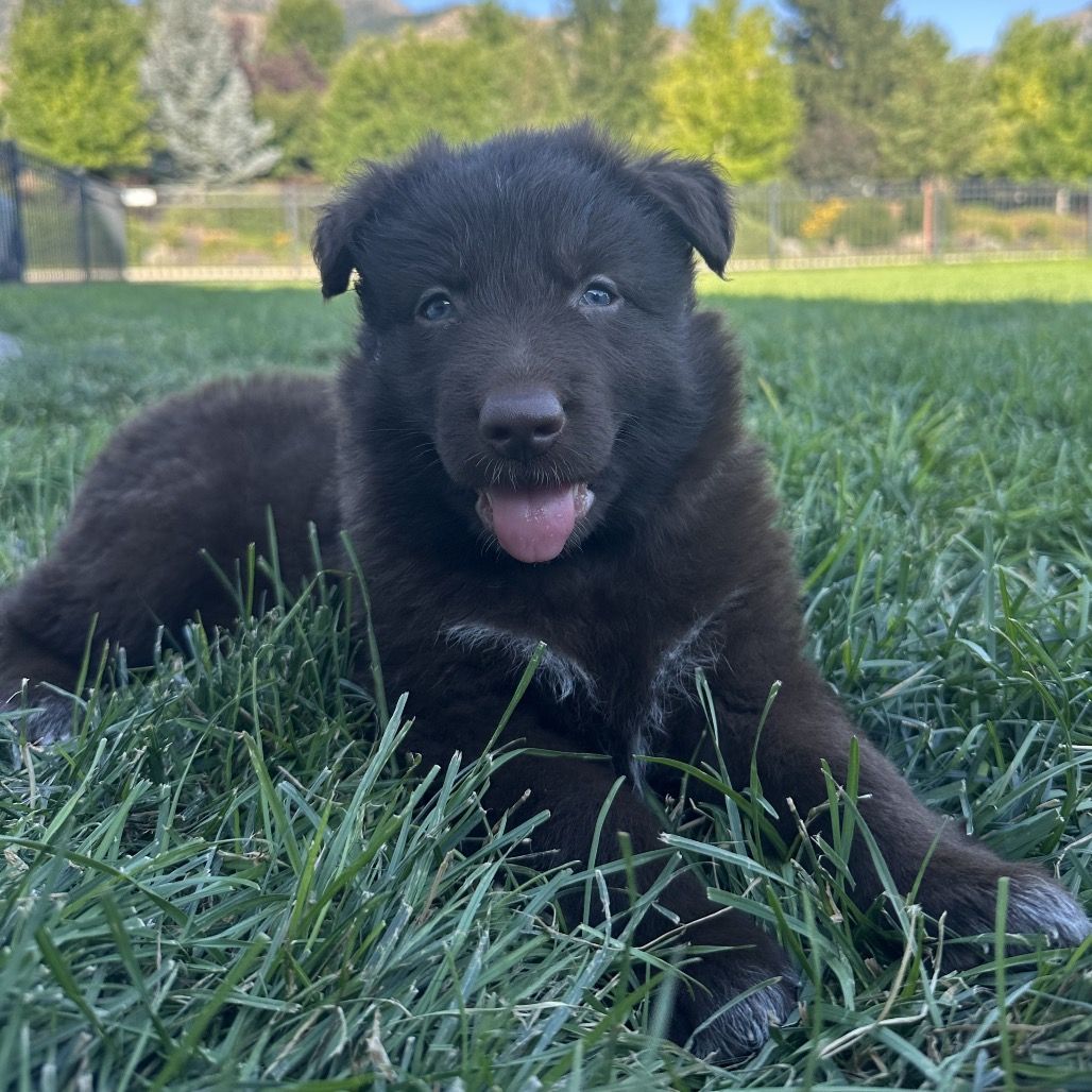 Hello my name is Maple (pink)