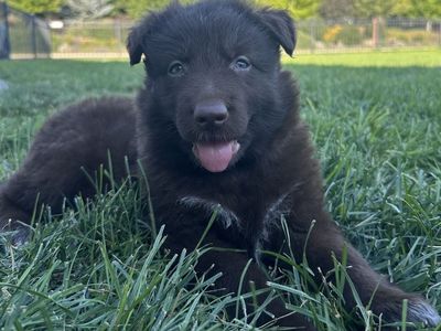 Hello my name is Maple (pink)