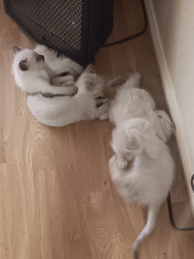 Ragdoll mix kittens for sale