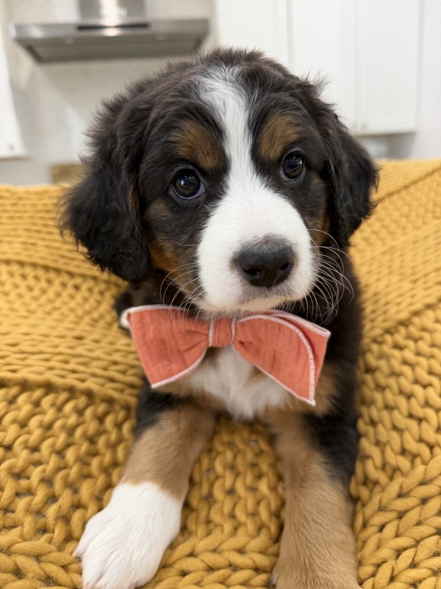 EASTER SALE - Mini Bernedoodles